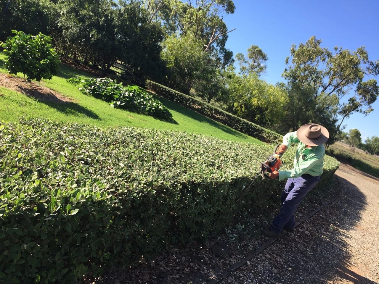 Worker trimming a large hedge with a power trimmer on a commercial property